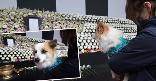 韩客机坠毁｜饲主一家9口罹难 狗狗灵堂前紧盯牌位