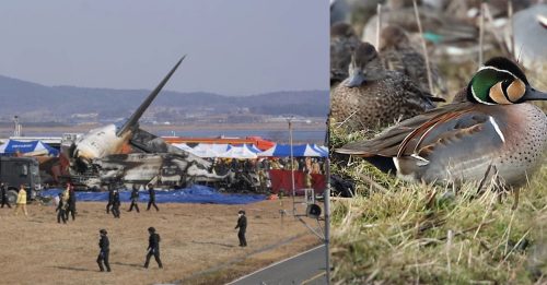 韩客机坠毁｜初步调查报告公布 飞机两侧引擎有鸭毛血迹