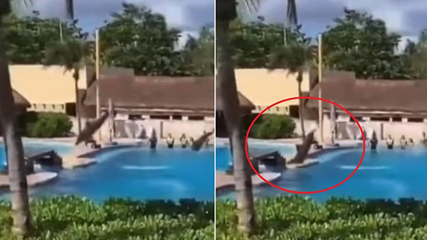 一只海豚在特技表演时撞地惨死。