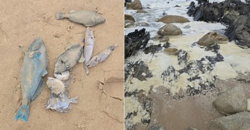 海滩惊现黄绿色泡沫 死鱼遍布逾百人不适