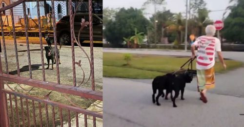 罗威纳犬咬伤5人案 狗主同意 2咬人犬 安乐死