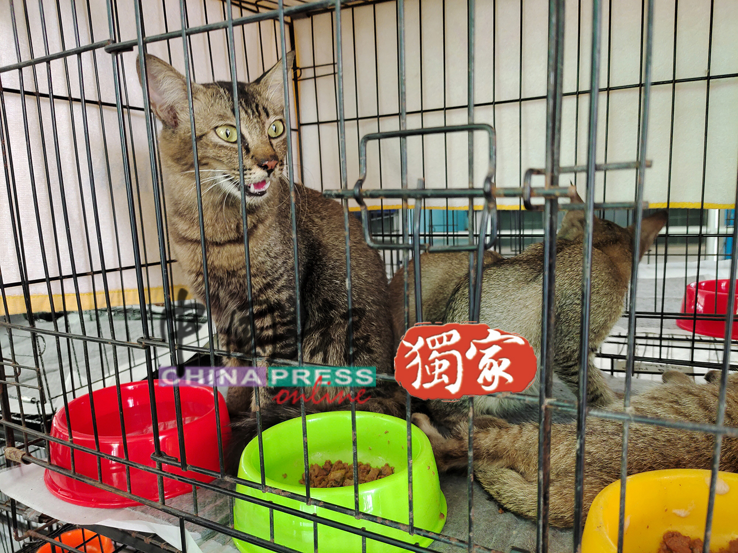 5只猫咪目前仍未被饲主接走。