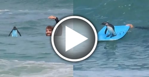 它抢冲浪板乘风破浪 教练傻眼：20年来首次