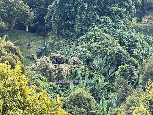 执法人员周四早上在吉流山砍伐榴梿树。
