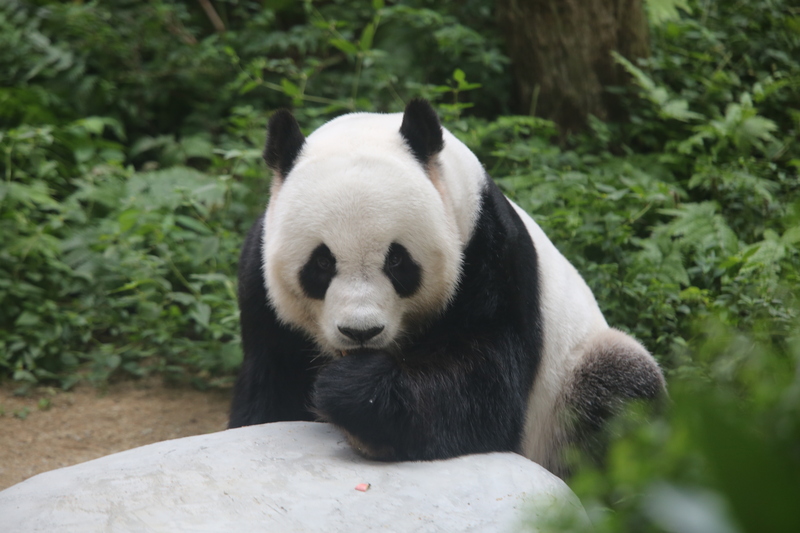 官宣了！兴兴 靓靓 下月返中国｜附音频