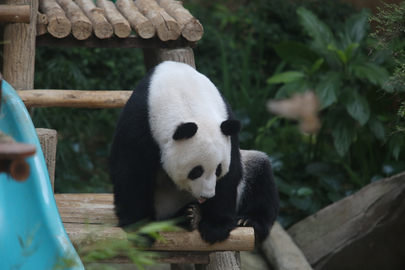官宣了！兴兴 靓靓 下月返中国｜附音频