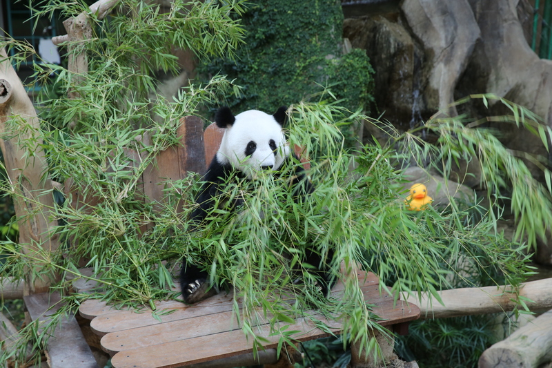 官宣了！兴兴 靓靓 下月返中国｜附音频