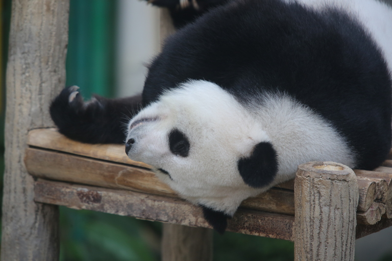 官宣了！兴兴 靓靓 下月返中国｜附音频