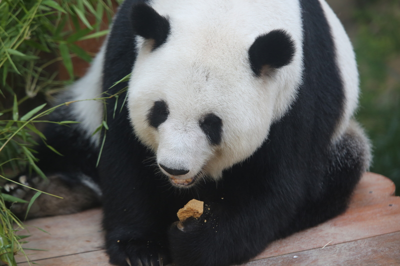 官宣了！兴兴 靓靓 下月返中国｜附音频