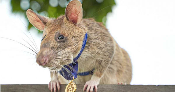 超狂巨鼠“罗宁” 嗅百颗地雷创世界纪录| 中國報China Press