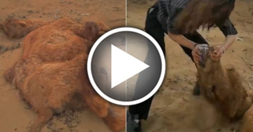 脱水小骆驼沙漠垂死 女游客一招救回