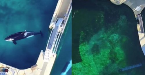 水族馆关闭4个月 虎鲸海豚自生自灭