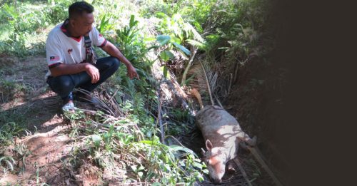 逾70头牛遭虎咬死 业者两年赔近30万