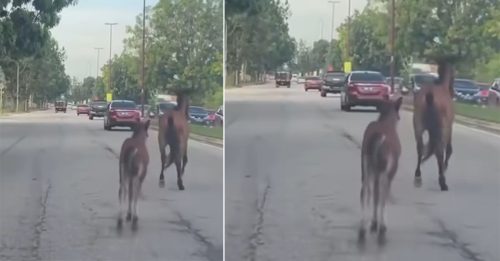 疑逃离马圈 2马误闯大道