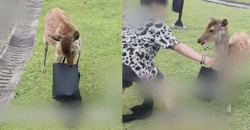 中国游客手提袋 遭奈良鹿抢走还被飞踢