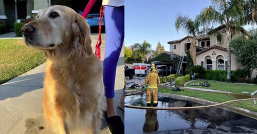 民宅凌晨4时突大火 黄金猎犬救了全家人