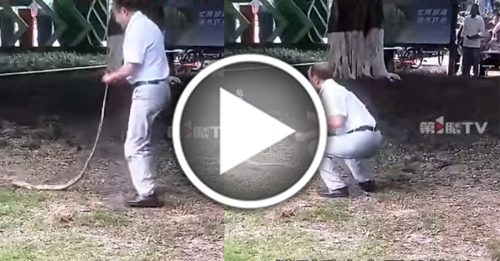 天降大蛇！吓坏树下打牌阿姨 大爷徒手逮后猛摔