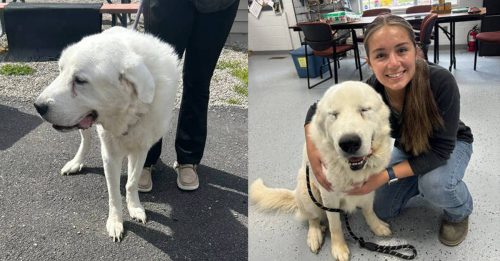 老白熊犬收容所走不动 被领养秒变运动员