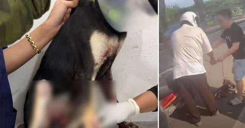 老骑士拖狗致伤 巫男怒拦下摩哆｜附音频