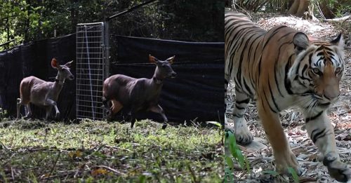 泰国放生水鹿 让濒危野生老虎捕食