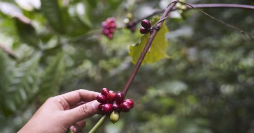 全球咖啡豆价跳水！ 越南豆挫14%创年内最低