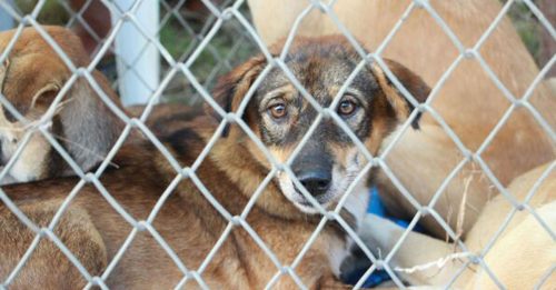 韩狗肉禁令缺配套 近50万只狗面临安乐死