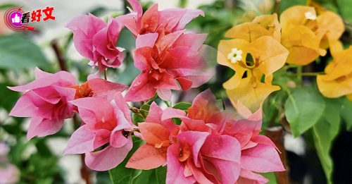 看好文：生活品味｜热浪中彩蝶 纸花越热越艳