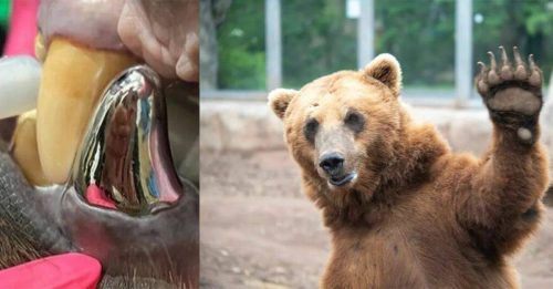 美动物园棕熊动手术 装全球最大金属牙冠