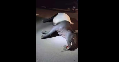 再一宗！马来貘被车撞死