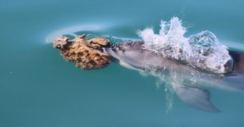 澳洲海豚顶海绵捕鱼 高难度猎食法 仅能靠母亲传授
