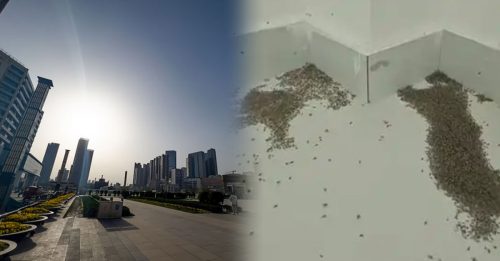 河南地表温度直逼73℃ 蚊子都热死了！