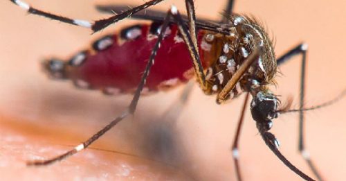 119国现基孔肯雅病例 世卫：疫情或全球爆发