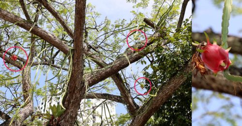 停车场老树 “结出”火龙果