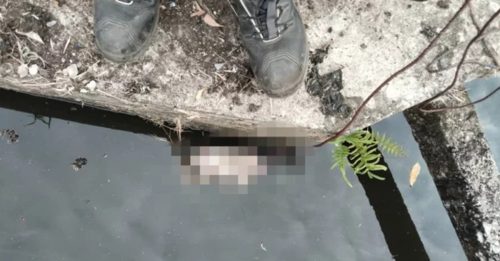 工人挖沟埋电缆 惊见连脐带婴尸！