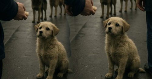 莫斯科流浪犬讨食攻略 派出最可爱的狗狗