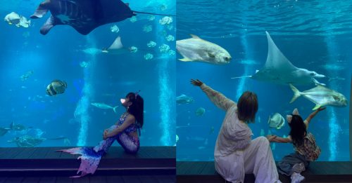 顶流男星一家游新加坡 满足女儿愿望入住海底房