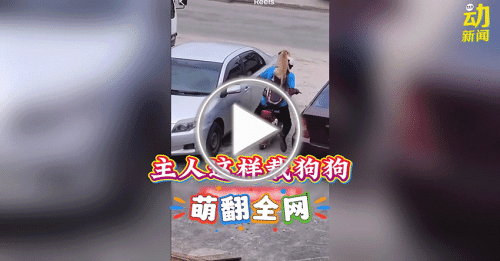 动新闻｜太萌了！主人骑摩哆这样载它 网赞人狗情谊非凡