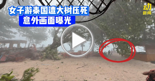动新闻｜台风“韦帕”一来 大树一倒 她牺牲了…