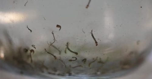 南亚深陷 蚊媒疫情风暴