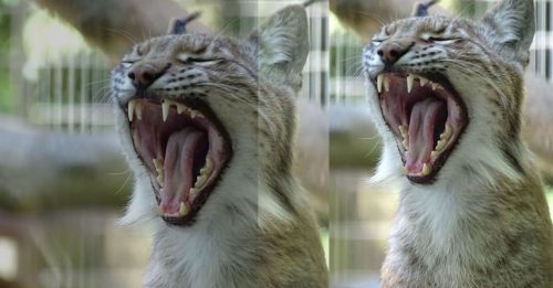 弃养宠物有出路？动物园里喂猛兽