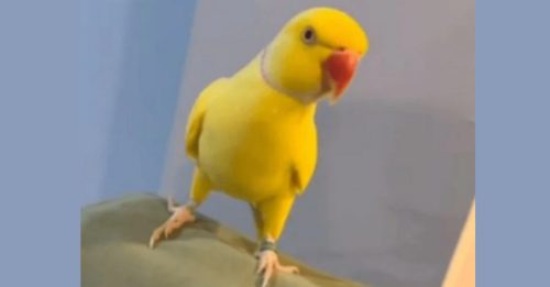 宠物鹦鹉狂讲“毒品术语” 15毒贩落网总刑期逾百年