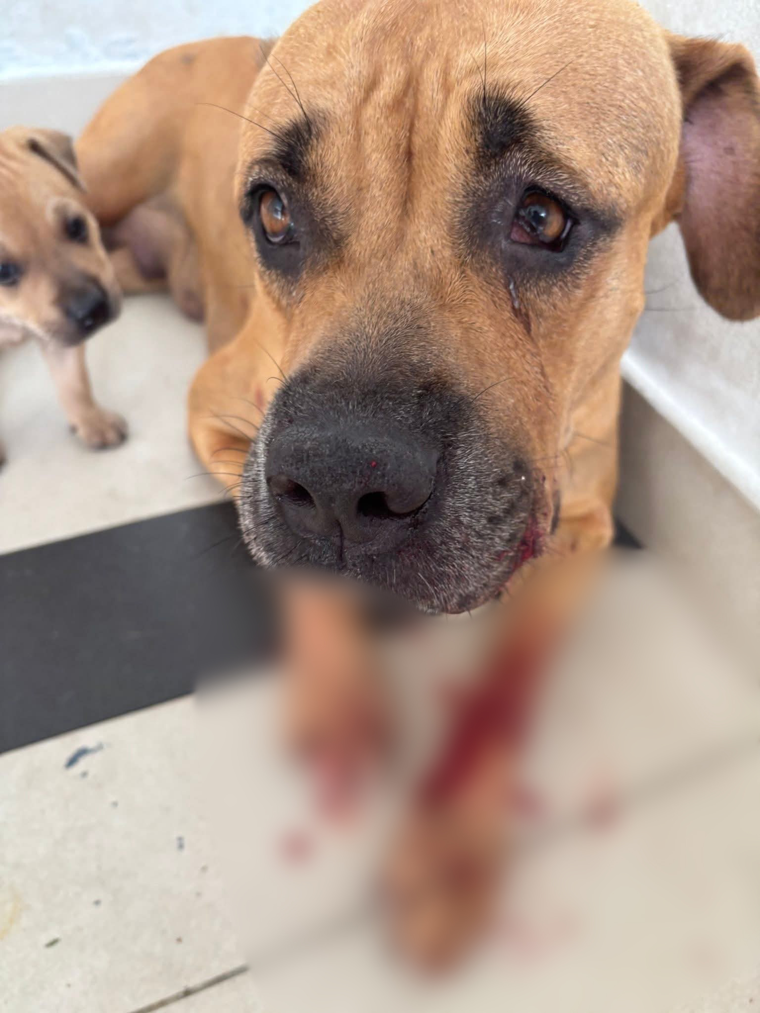 狗只被到流血。