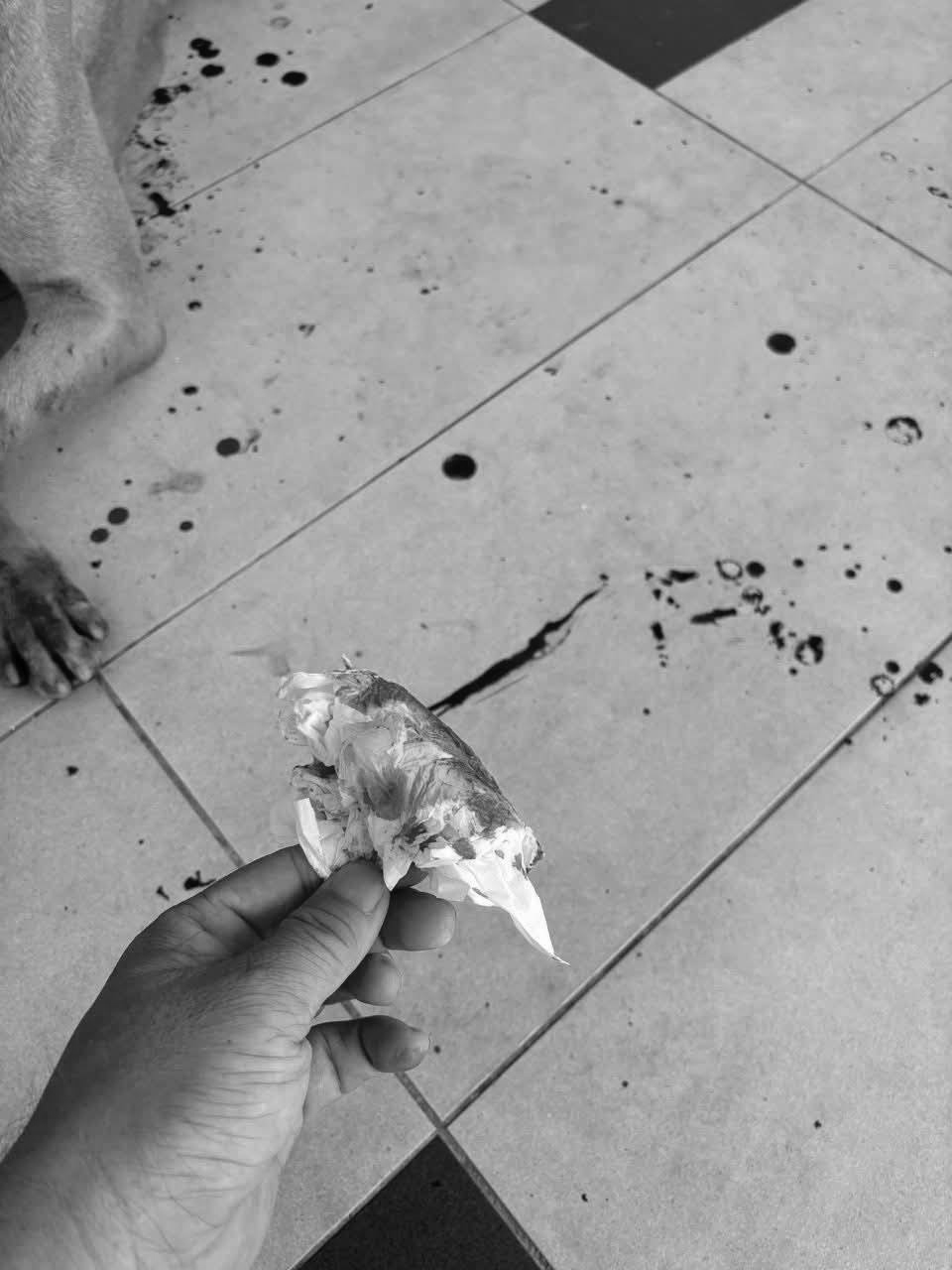 狗主人看着满地的血迹，非常无奈。