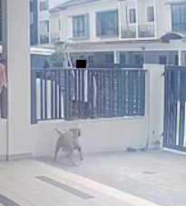 邻居拿着扫把棍不停攻击狗只。