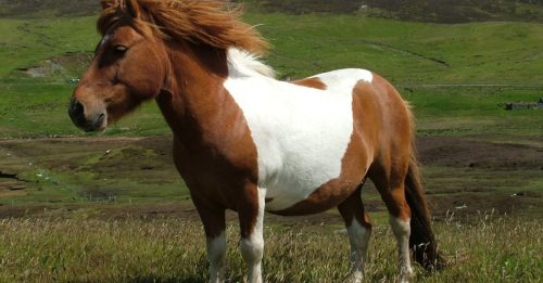 将女儿的宠物马捐给动物园喂狮子 母亲：它最终都会被杀