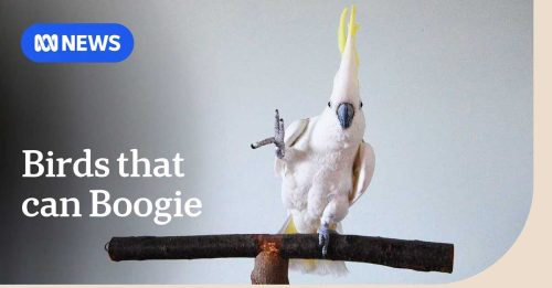 研究：凤头鹦鹉是“舞林高手” 会跳30种魔性舞步