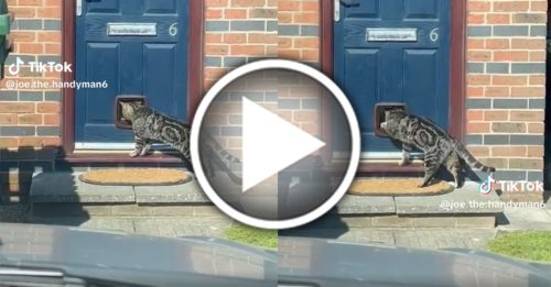 刚安装的宠物小门 第一位使用者不是自家猫咪