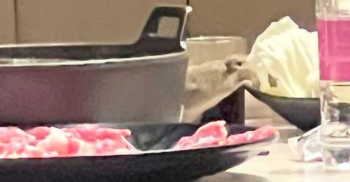 连锁火锅店惊见老鼠 上桌啃食高丽菜