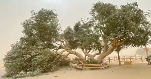 月牙泉“夫妻柳”遭吹断 网民笑称：离婚了！