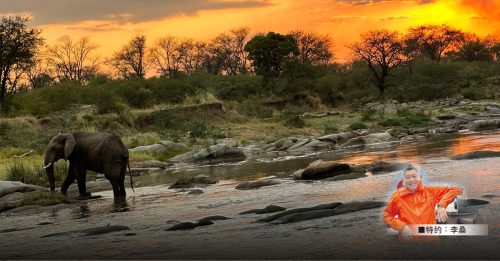 出游有理｜东非的“Big 5”野生动物